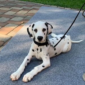 Meet your Posher, Parna